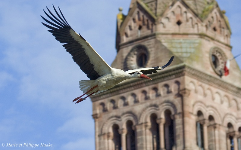 Cigogne 3799_wm.jpg - Cigogne passant devant l'église protestante de Münster... sur laquelle elle niche! (Munster, Alsace, France, avril 2008)